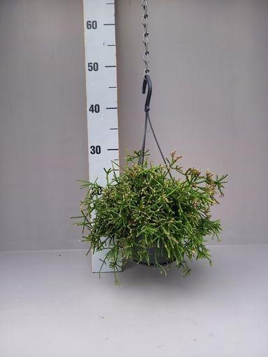 <h4>Rhipsalis prismatica fijn</h4>