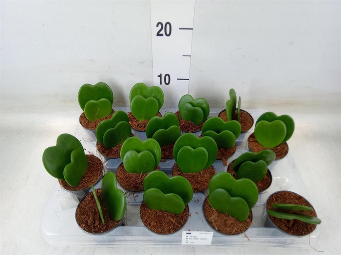 <h4>Hoya kerrii</h4>