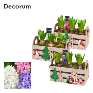 Hyacint Christmas Box HL12652 [CLASSICS]