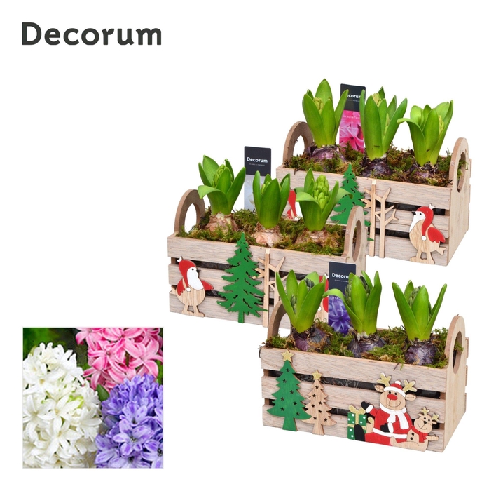 <h4>Hyacint Christmas Box HL12652 [CLASSICS]</h4>