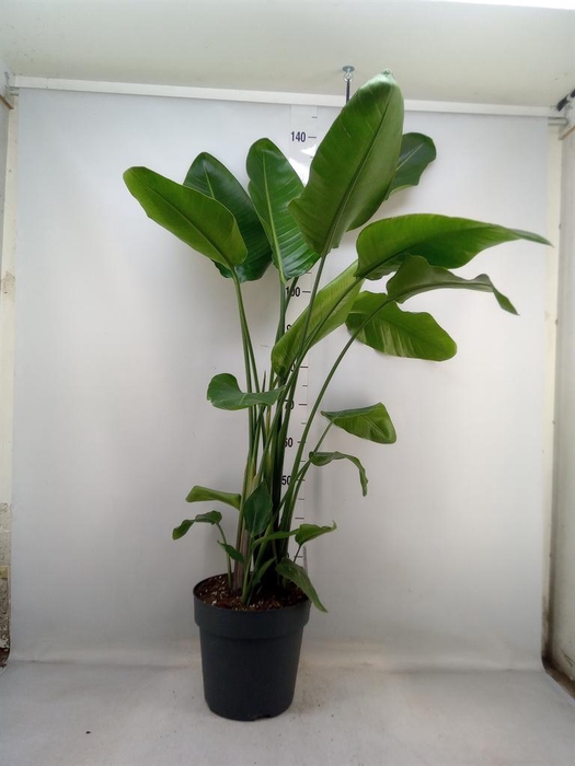 <h4>Strelitzia nicolai</h4>