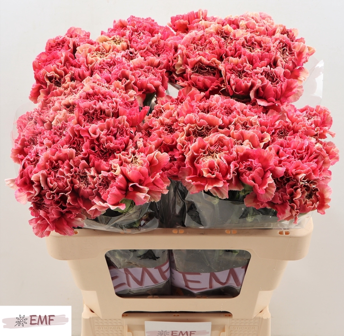 <h4>DI ST IPANEMA</h4>