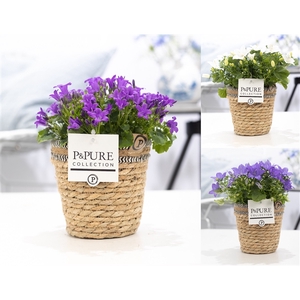 Campanula Mix Pure Basket