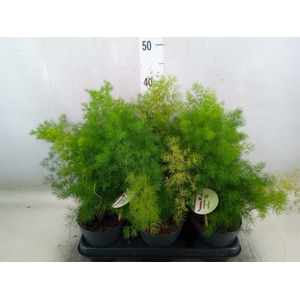 Asparagus umbellatus