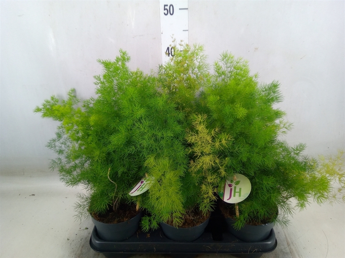 <h4>Asparagus umbellatus</h4>