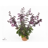 SALVIA LOVE AND WISH