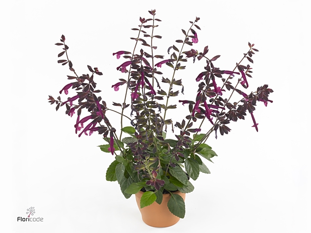 SALVIA LOVE AND WISH