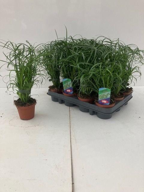 <h4>CYPER ALTERNIFOLIUS</h4>