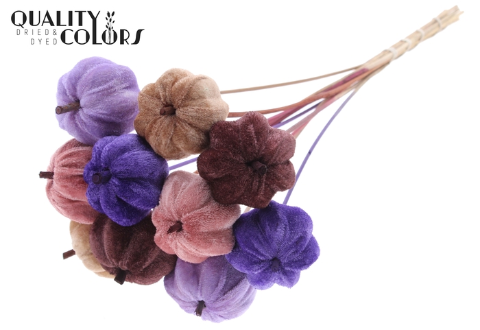 Velvet Pumpkin Ø6cm on stem Pumpkin Mix