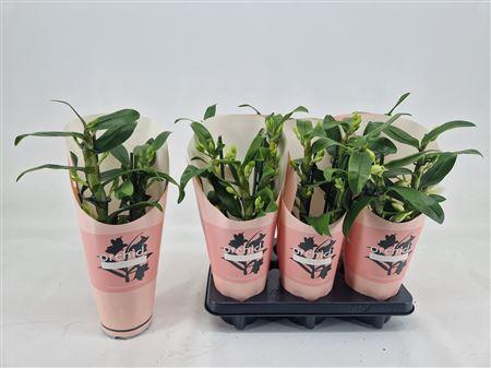 <h4>Dendr N Sc Apollon 2 Branches</h4>