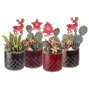 COMPOSITION CACTUS AND SUCCULENTS IN A CYLINDRICAL POT WITH DIAMOND PATTERNS Ø12 WITH CHRISTMAS DECORATION - TRAY 4 PCS