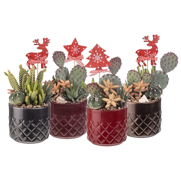 <h4>COMPOSITION CACTUS AND SUCCULENTS IN A CYLINDRICAL POT WITH DIAMOND PATTERNS Ø12 WITH CHRISTMAS DECORATION - TRAY 4 PCS</h4>