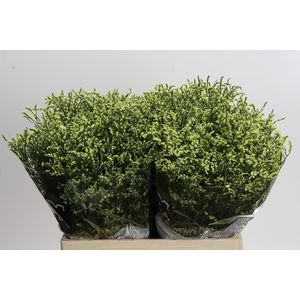 Limonium sinensis China Lemon