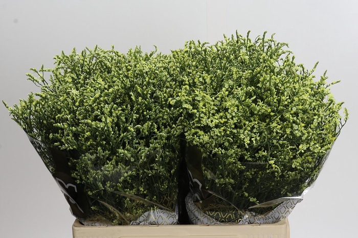 <h4>Limonium China Lemon</h4>