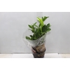 ZAMIOCULCAS P17