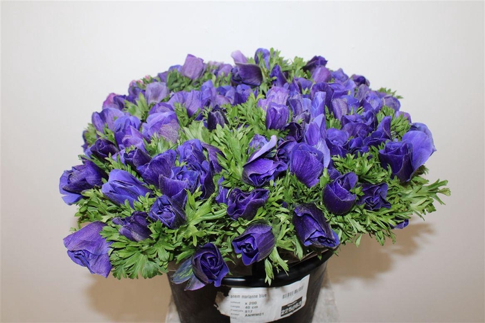 <h4>Anem Marianne Blue</h4>