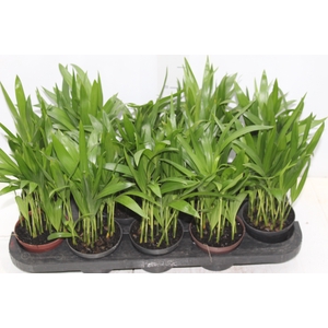 ARECA BAMBU P11