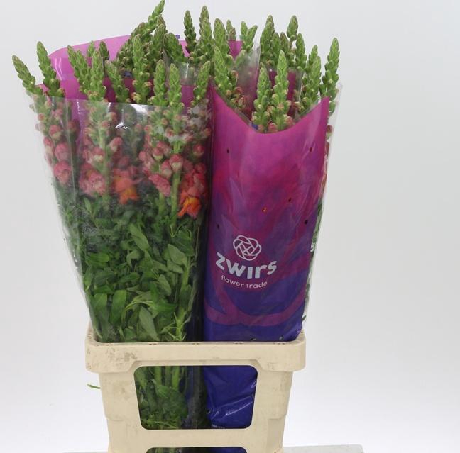 <h4>ANTIR MARYLAND ORANG</h4>