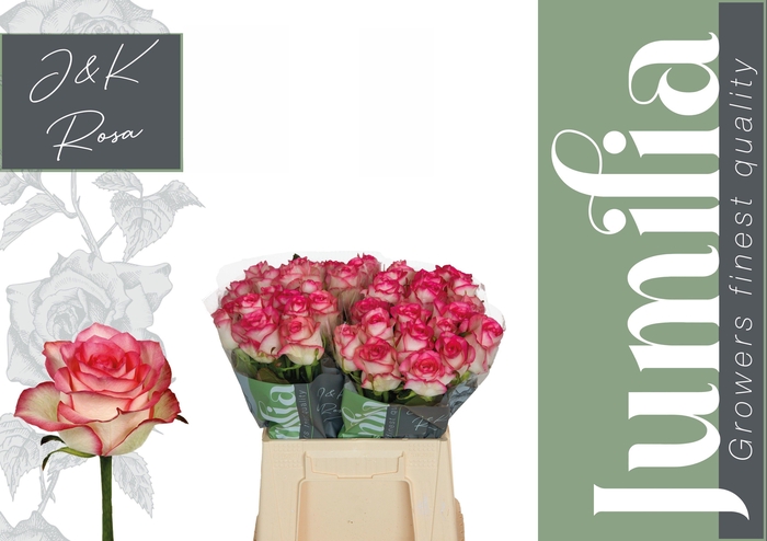 <h4>R GR JUMILIA</h4>