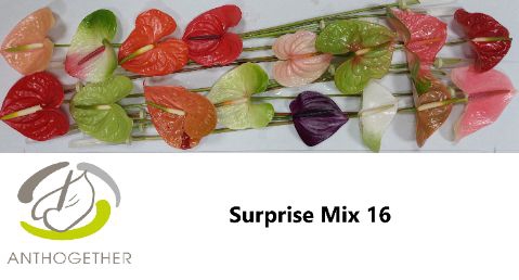 <h4>Anth A Mix Surprise 11 cm X16 Spek Flowers</h4>