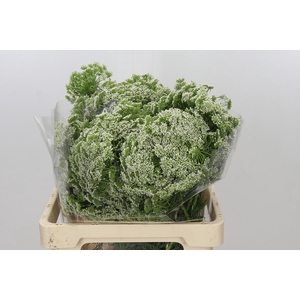 Ammi Visnaga Casablanca