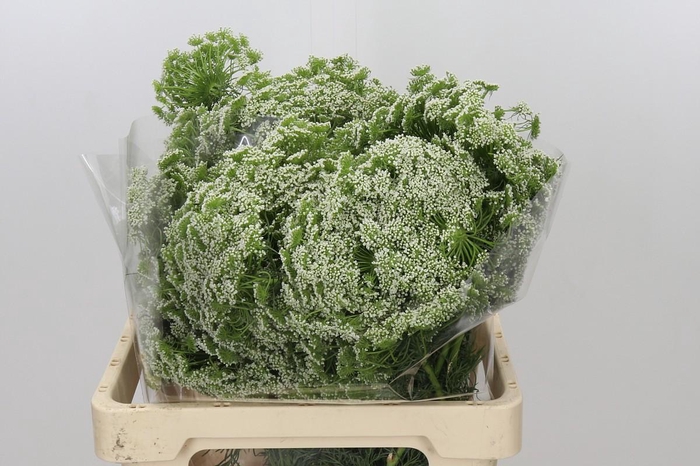 <h4>Ammi Visnaga Casablanca</h4>