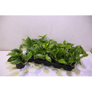 Epipr Aureum