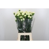Dianthus St Lady Midori