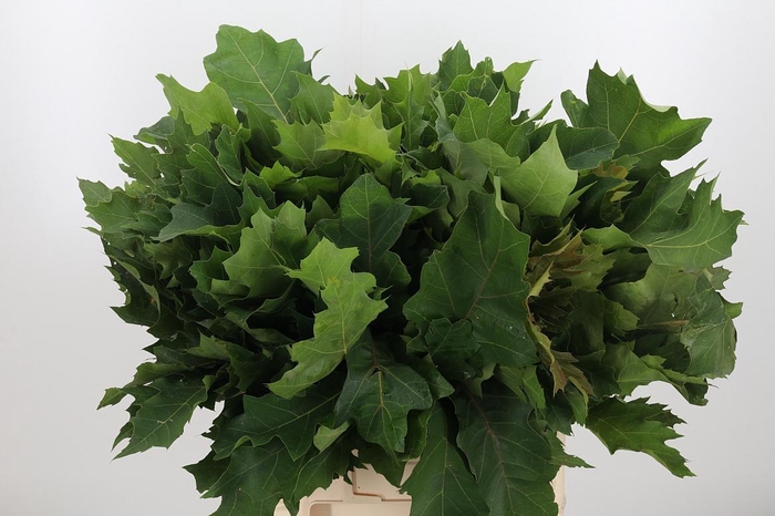 <h4>Dec Querus Eikenblad</h4>