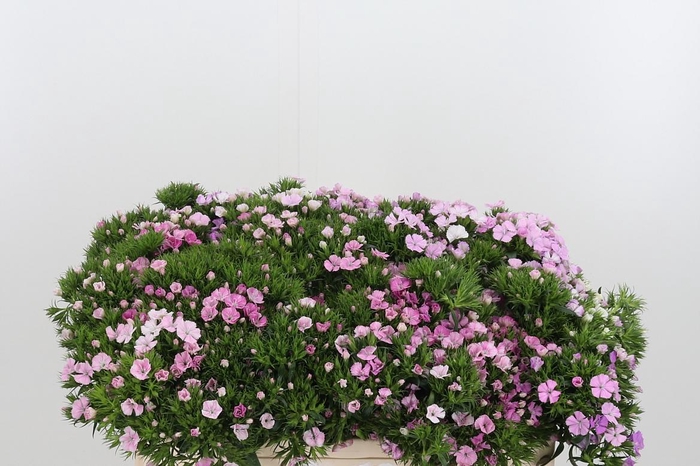 <h4>Di Barbatus Aldo Rose</h4>