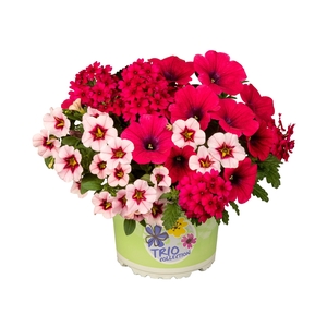 Checkies Frui Punch Pink-Rose-HotPink