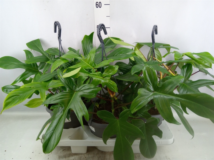 <h4>Philodendron   ...</h4>