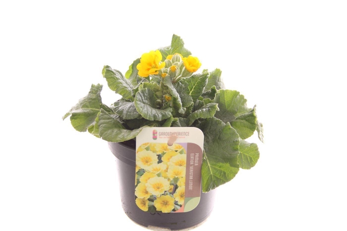 <h4>Primula elatior Veristar Late Yellow Gold Orange</h4>
