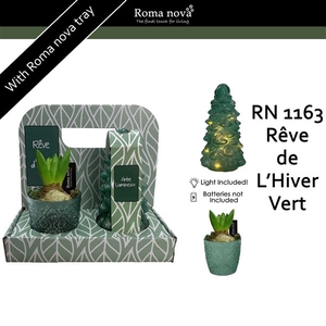 1163 - Rêve d’hiver Vert (Hyacint)