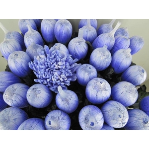 Chr G Antonov Pastel Lilac
