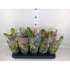 Maranta leuc. 'Fascinator'