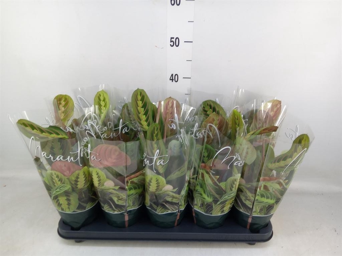 <h4>Maranta leuc. 'Fascinator'</h4>