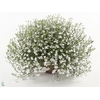 Lobelia erin. 'LagunTrail White'