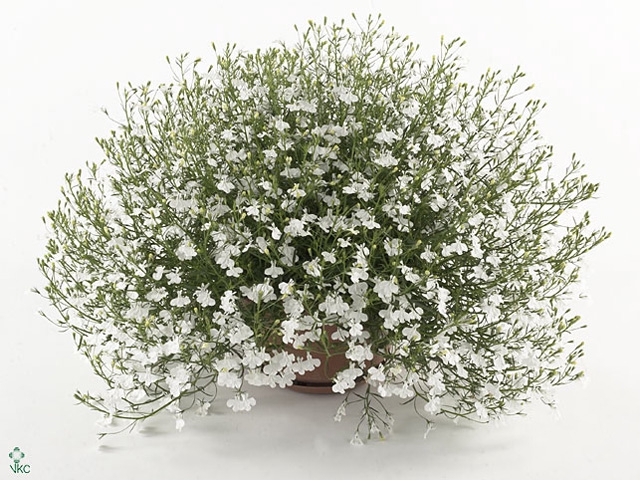 Lobelia erin. 'LagunTrail White'