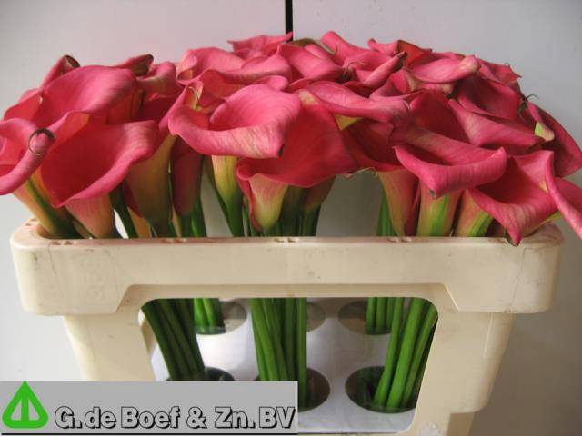 <h4>ZANT CAPT HOLLYWOOD</h4>