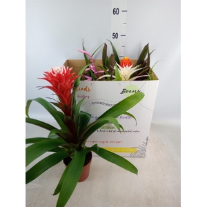 Bromelia   ...mix