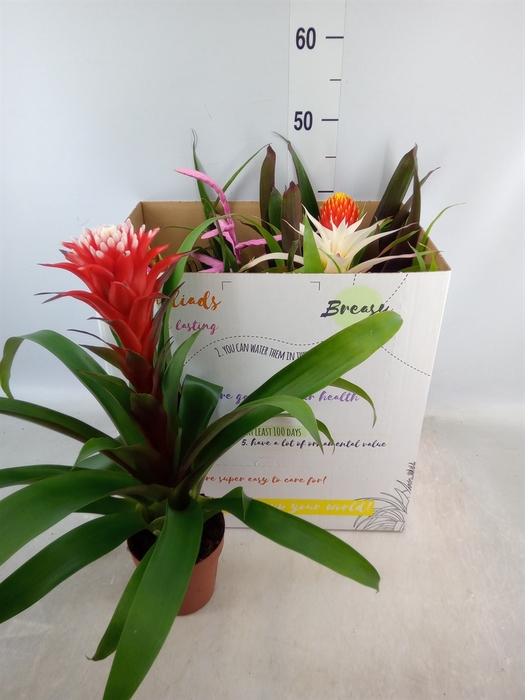 <h4>Bromelia   ...mix</h4>