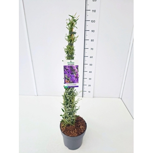 Buddleja Buddleja alternifolia