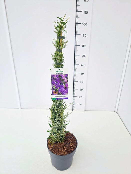 <h4>Buddleja Buddleja alternifolia</h4>