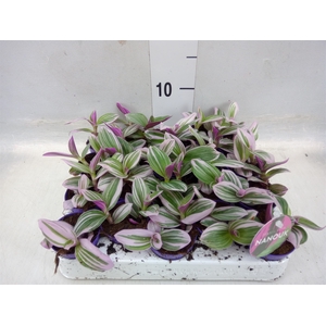 Tradescantia albif. 'Nanouk'