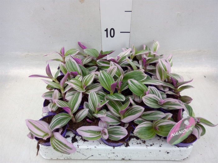 <h4>Tradescantia albif. 'Nanouk'</h4>