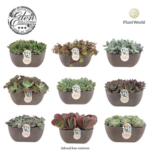 Summer Collection 25cm MIXTRAY (per fust 3 soorten, vrije mix)