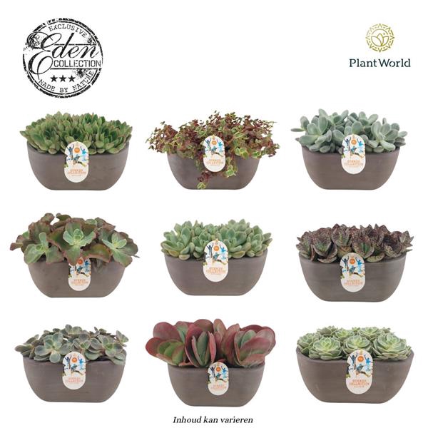 <h4>Summer Collection 25cm MIXTRAY (per fust 3 soorten, vrije mix)</h4>