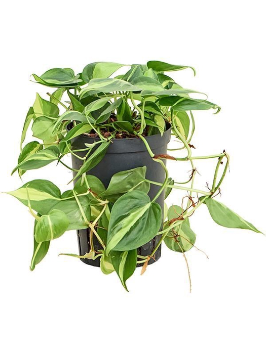 <h4>Philodendron scandens 'Brasil'</h4>