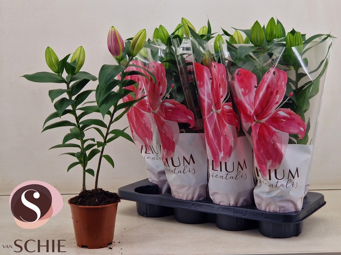 <h4>LIL OR REELEEZE</h4>